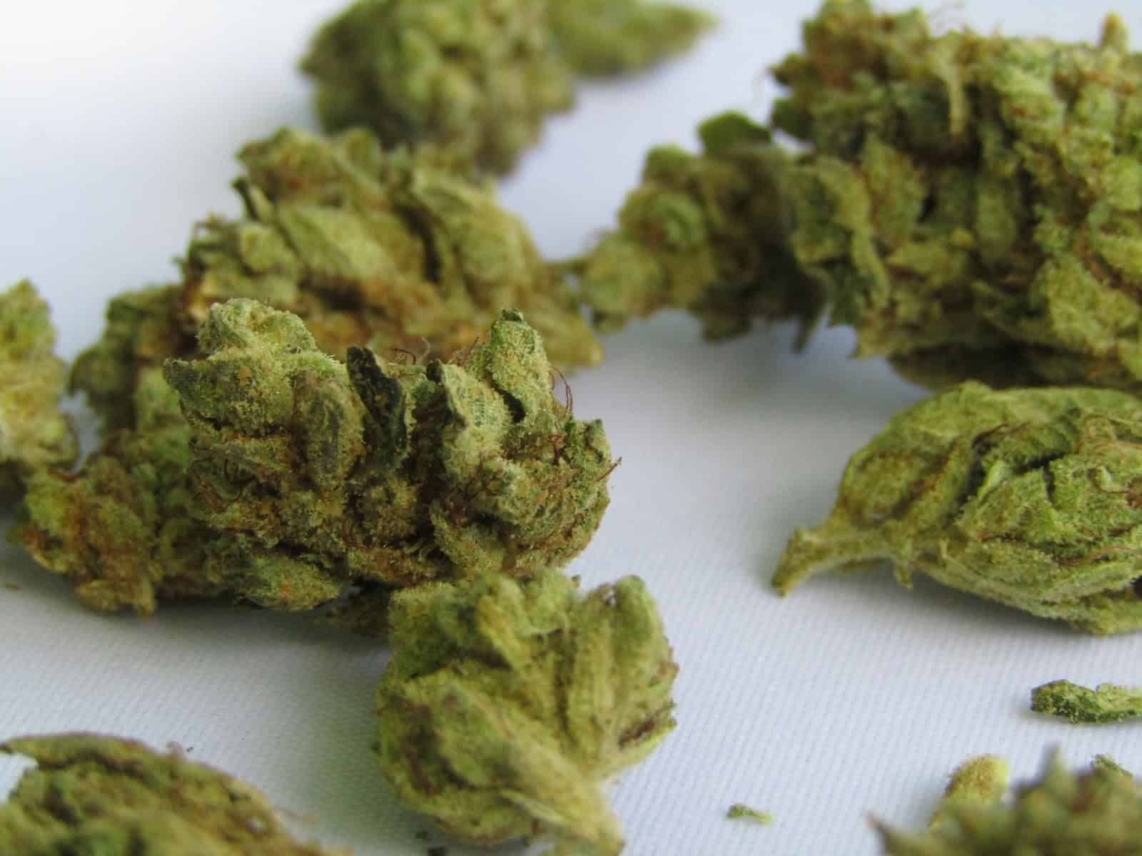 The Ultimate Guide to Cannabis Low Stress Training (LST) for Bigger Buds