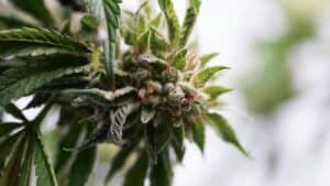 Cannabis High Stress Training (HST): A Guide to Boosting Your Yield