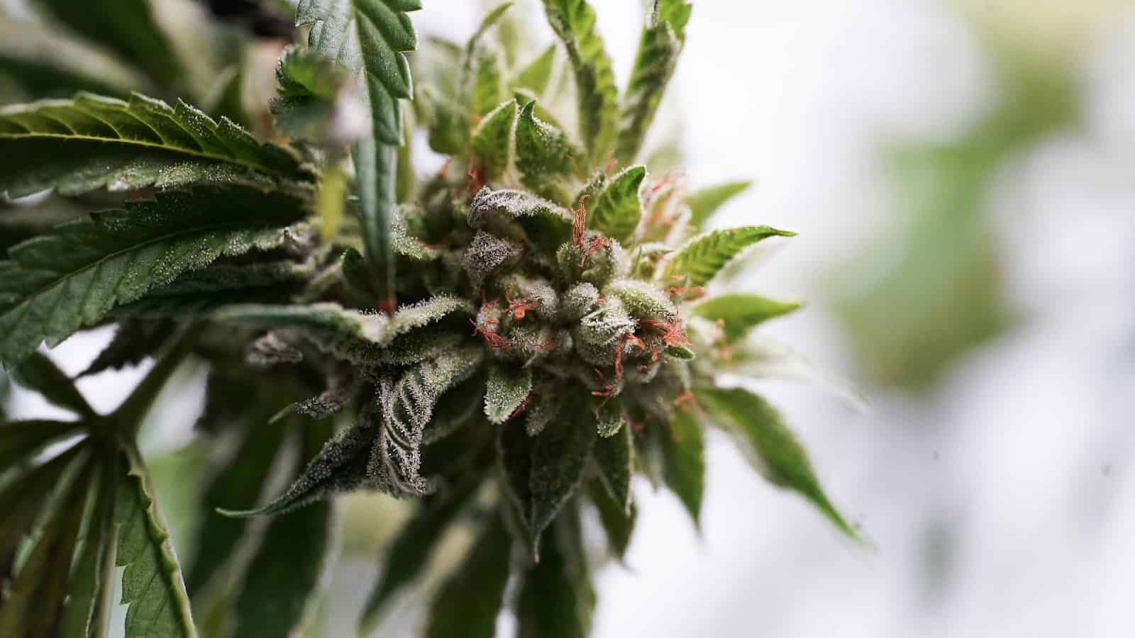 Cannabis High Stress Training (HST): A Guide to Boosting Your Yield