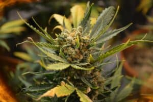 Mastering Fimming for Bushy and Healthy Cannabis Plants