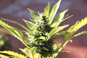Super Cropping Cannabis: Techniques for Successful Cultivation