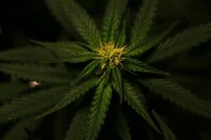Cannabis Defoliation: Techniques to Optimize Bud Growth