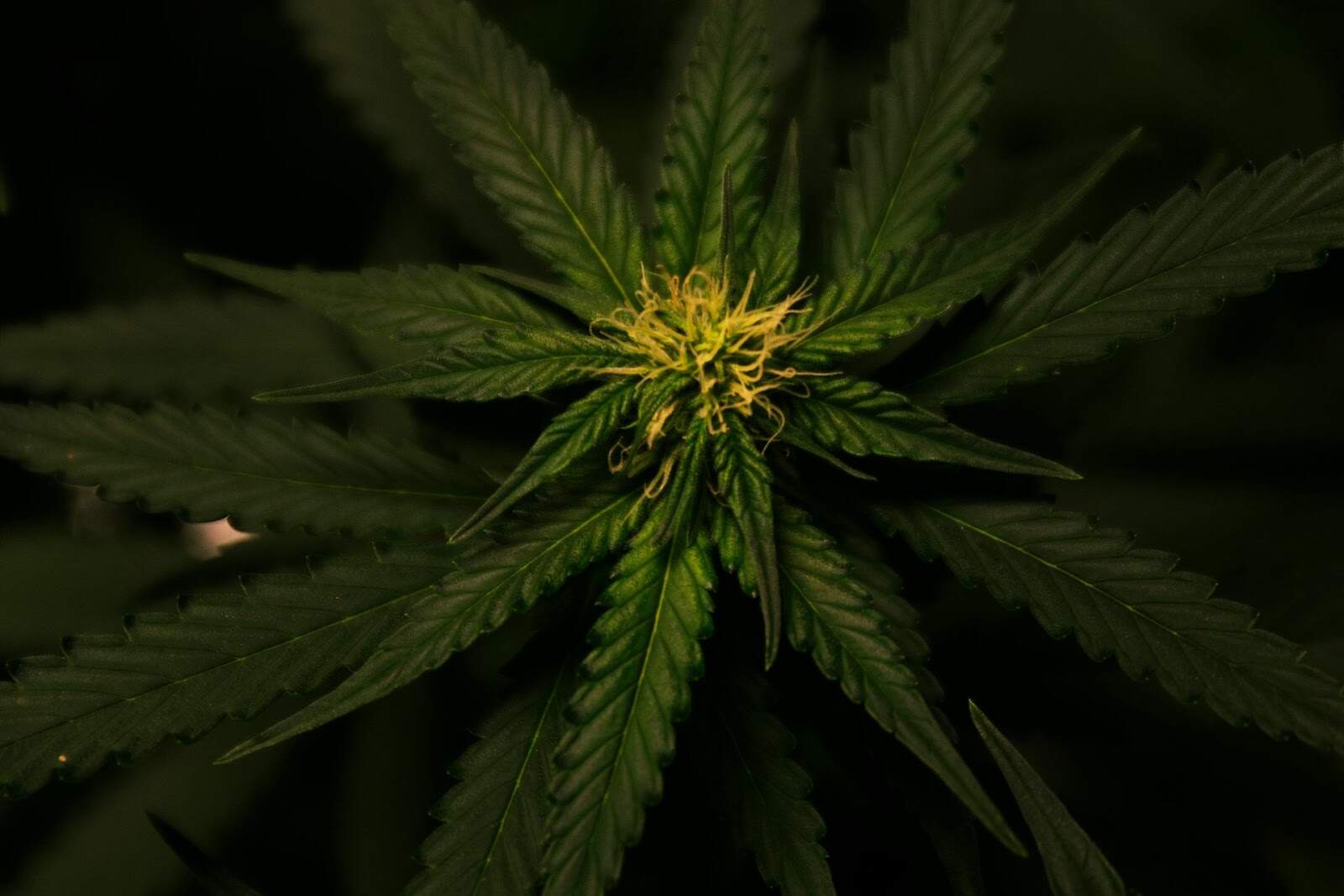 Cannabis Defoliation: Techniques to Optimize Bud Growth