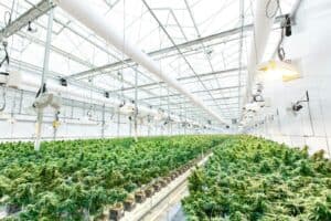 Lollipopping Cannabis: The Secret to Healthier Plants and Higher Yields