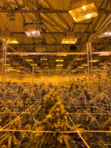 Mastering the Cannabis Scrog: A Complete Guide to the Screen of Green Method