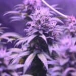 The Ultimate Guide to Cannabis Sea of Green (SOG) for Indoor Cultivation