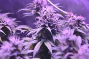 The Ultimate Guide to Cannabis Sea of Green (SOG) for Indoor Cultivation
