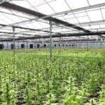 Why a Grow Tent Kit is Essential for Indoor Cannabis Cultivation?