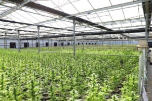 Why a Grow Tent Kit is Essential for Indoor Cannabis Cultivation?