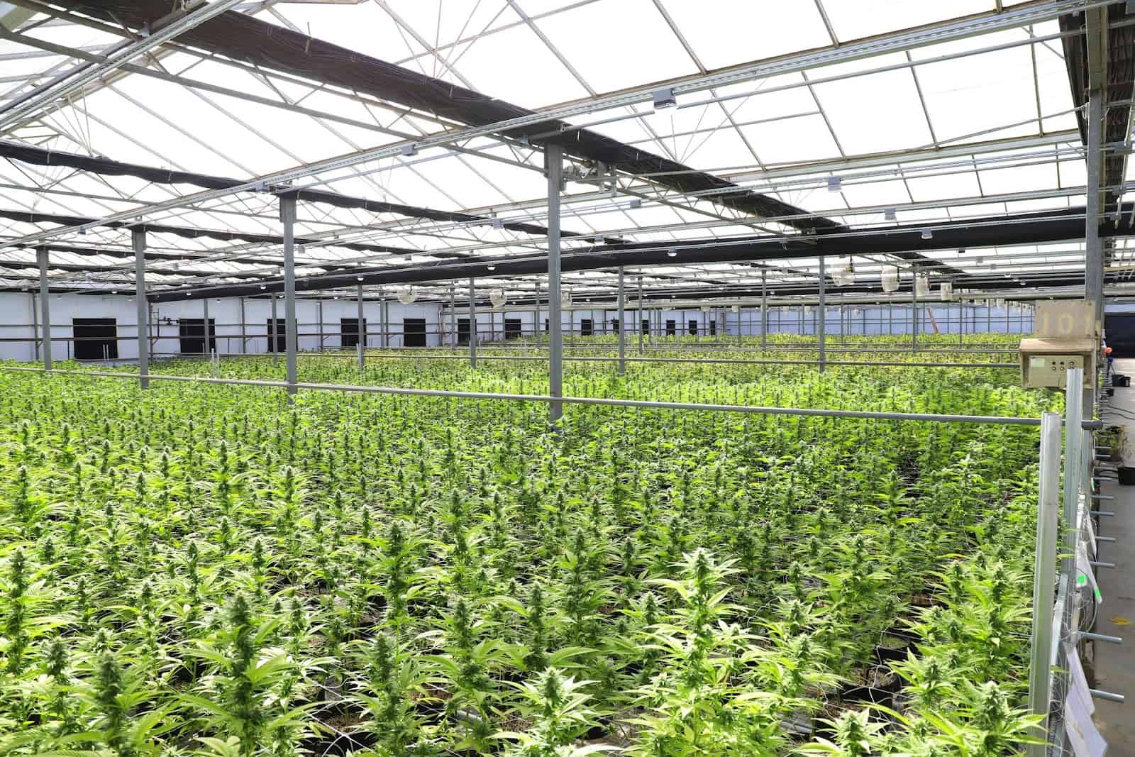 Why a Grow Tent Kit is Essential for Indoor Cannabis Cultivation?