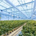 Achieve Higher Yields with Powerful Cannabis Grow Lights