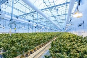 Achieve Higher Yields with Powerful Cannabis Grow Lights