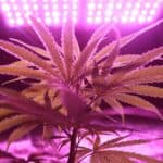 Why LED Grow Light Matter for Cannabis Growth