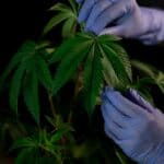 The Ultimate Guide to Homegrown Cannabis Cultivation for Beginners
