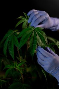 The Ultimate Guide to Homegrown Cannabis Cultivation for Beginners