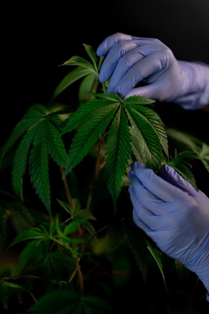 The Ultimate Guide to Homegrown Cannabis Cultivation for Beginners