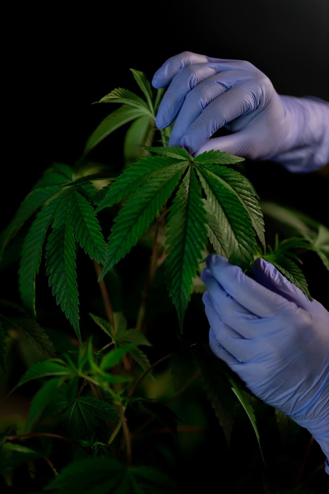 The Ultimate Guide to Homegrown Cannabis Cultivation for Beginners