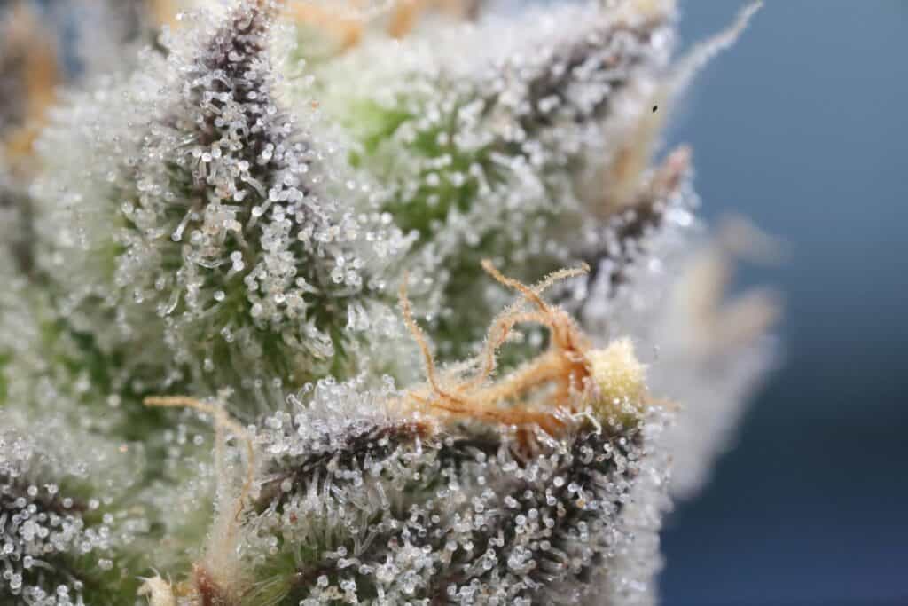 What’s Cannabis Resin? Its Uses and Benefits Explained in Detail