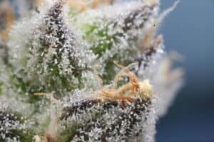 What’s Cannabis Resin? Its Uses and Benefits Explained in Detail