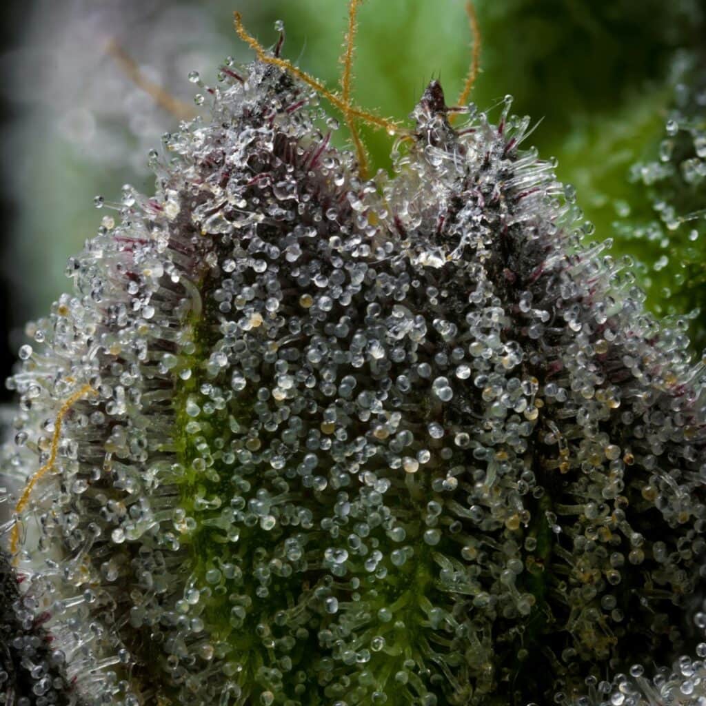 Cannabis Crystals: Benefits, Uses, and Essential Facts You Should Know