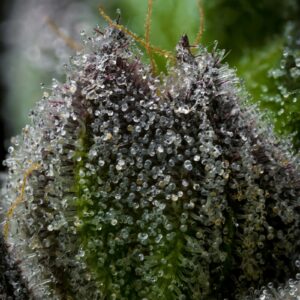 Cannabis Crystals: Benefits, Uses, and Essential Facts You Should Know