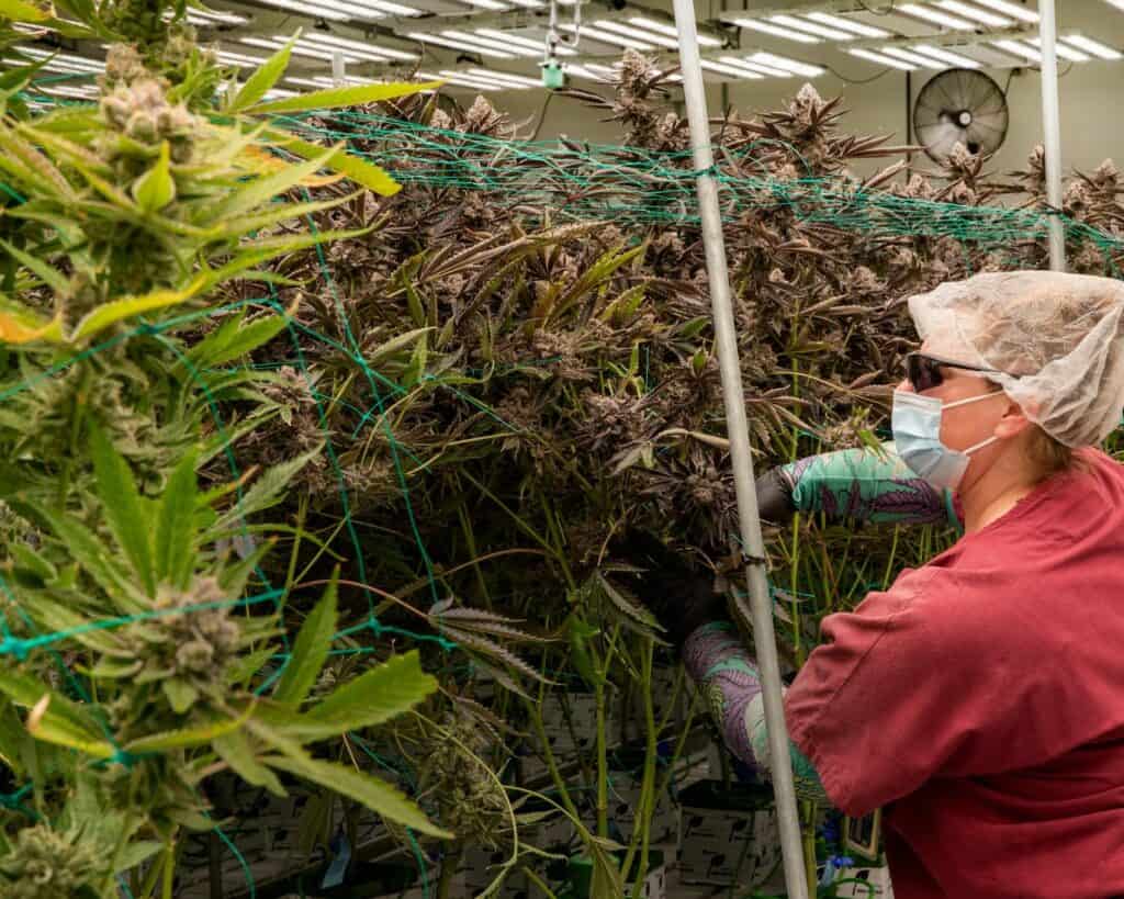 What is Hybrid Cannabis: The Ultimate Guide to Cannabis Hybrid Strains