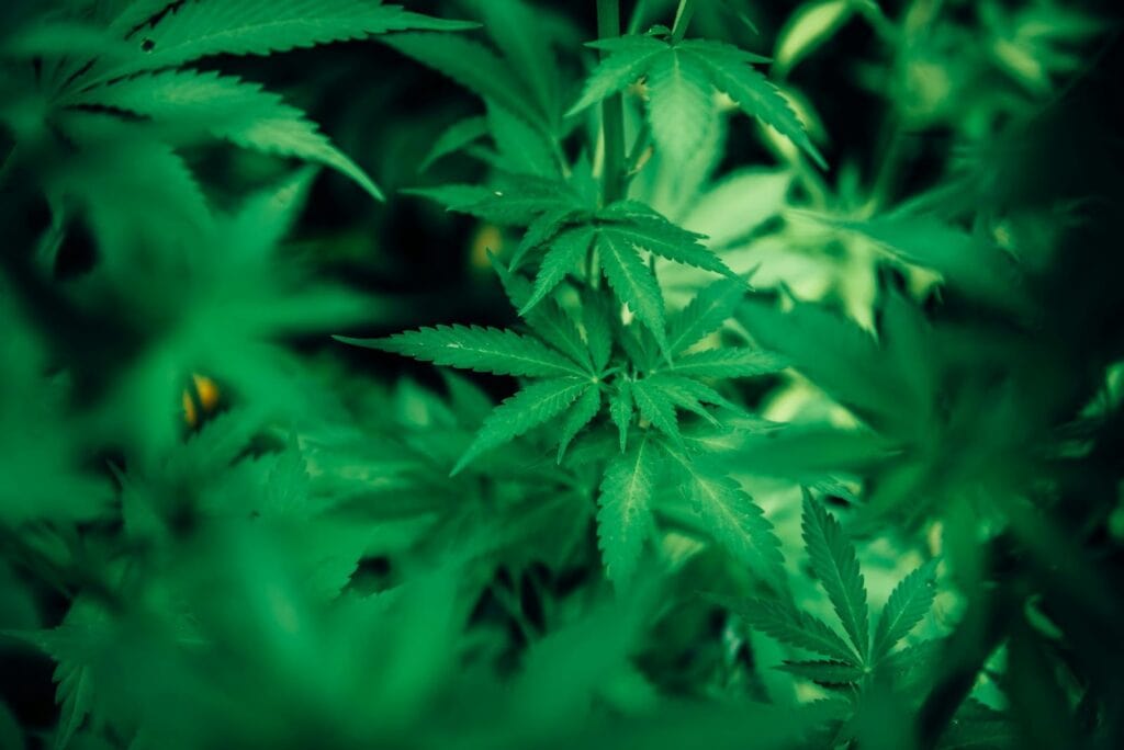 What is Tetrahydrocannabinol (THC): Understanding Delta-9-Tetrahydrocannabinol in Cannabis (Marijuana) and Comparison to CBD Cannabinoid