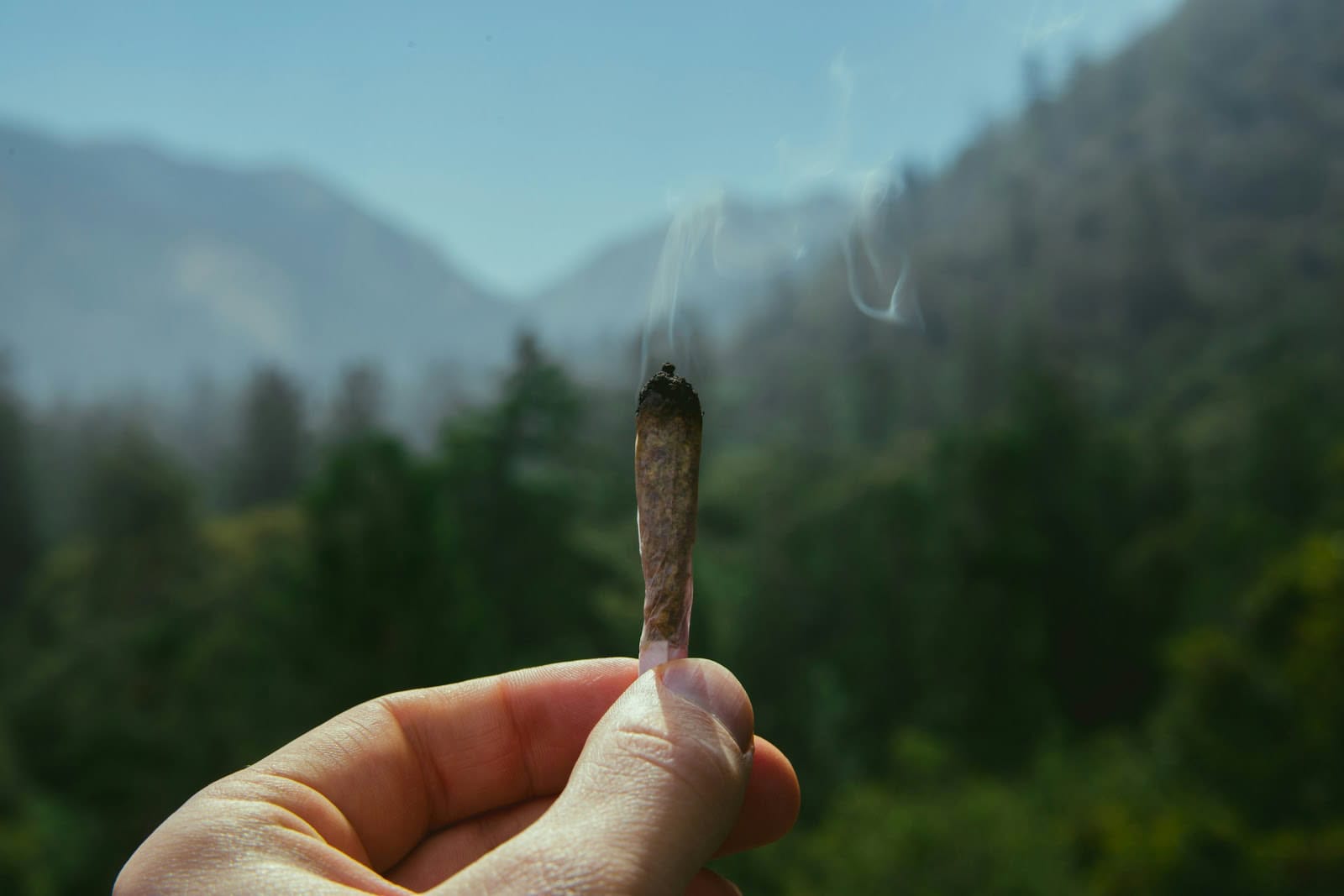 Understanding the Cannabis Roach: Tips for Safe and Effective Use