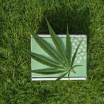 What Are Bubble Bags, and How Are They Used for Cannabis Extraction?