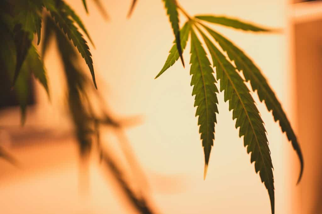 Maximizing Cannabis Flavor and Efficiency with Terp Pearls