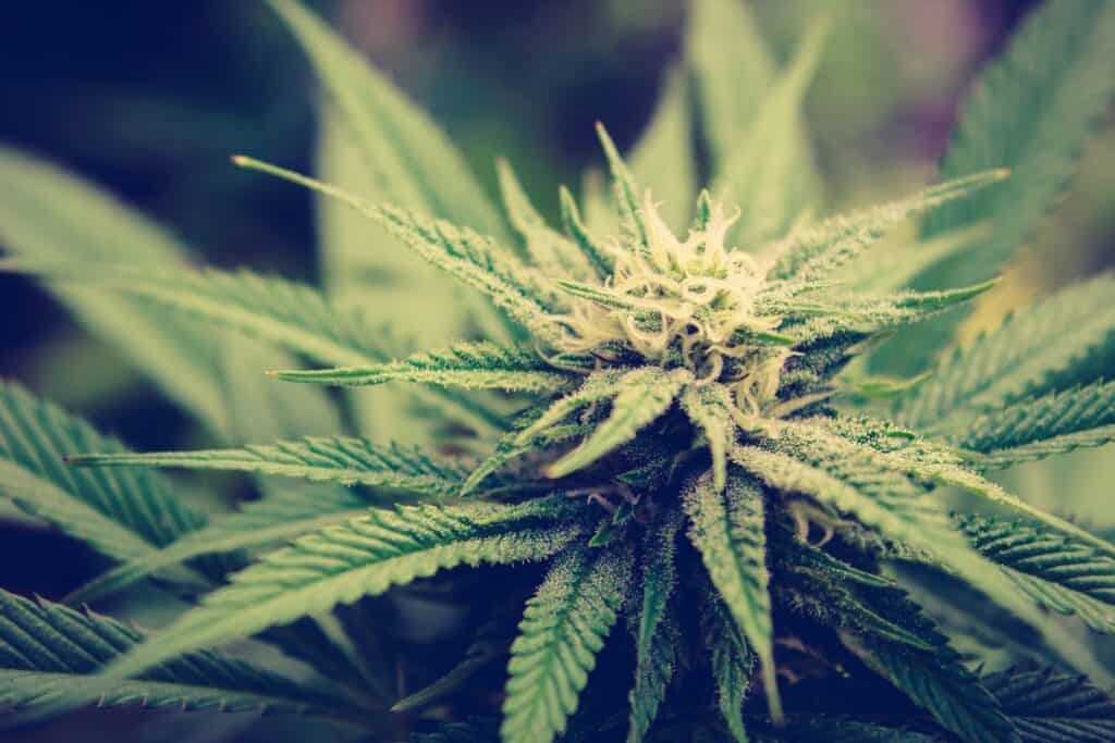 What Is a Dab Mat and Why Every Cannabis Enthusiast Needs One