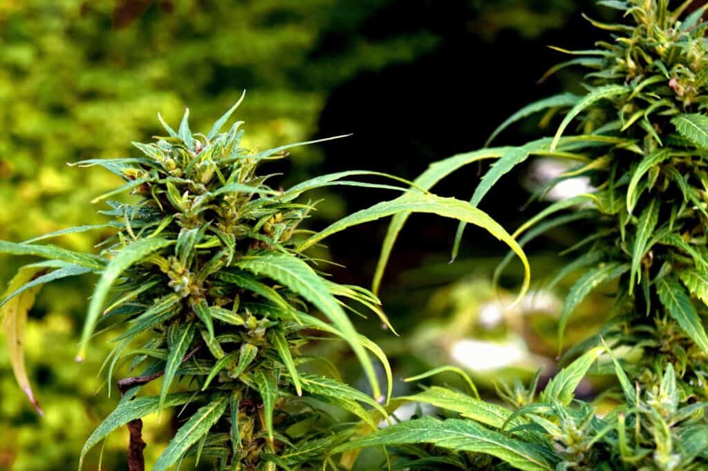 How a Kief Catcher Enhances Your Cannabis Experience