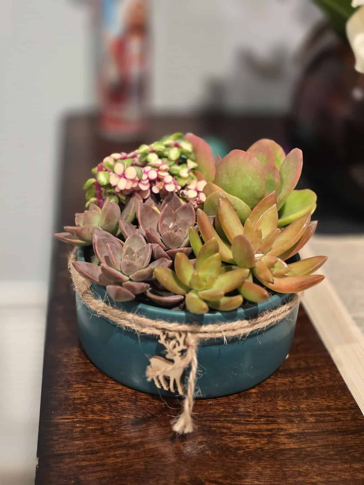 Store – gallery image 5