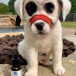 Caspers Oil Cbd for Pets – Austin, TX | Cannabis Shop – gallery image 2