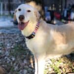 Caspers Oil Cbd for Pets – Austin, TX | Cannabis Shop – gallery image 3