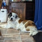 Caspers Oil Cbd for Pets – Austin, TX | Cannabis Shop – gallery image 5