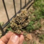 ATX Organics – Austin, TX | Cannabis Shop – gallery image 10