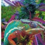 CBD Flex – Elgin, TX | Cannabis Shop – gallery image 9