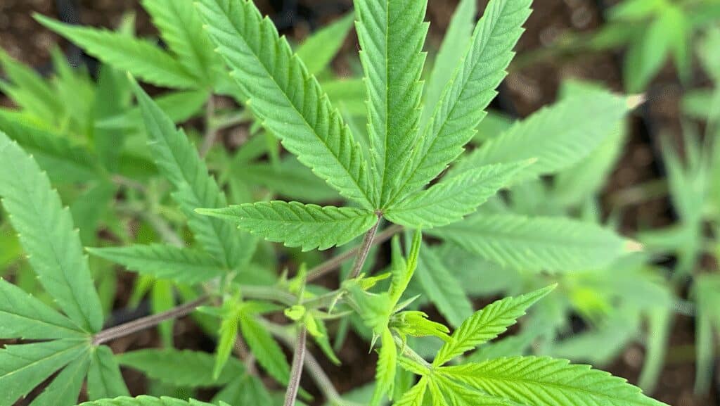 Store – main photo