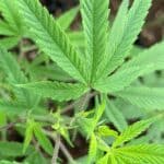 Store – gallery image 1