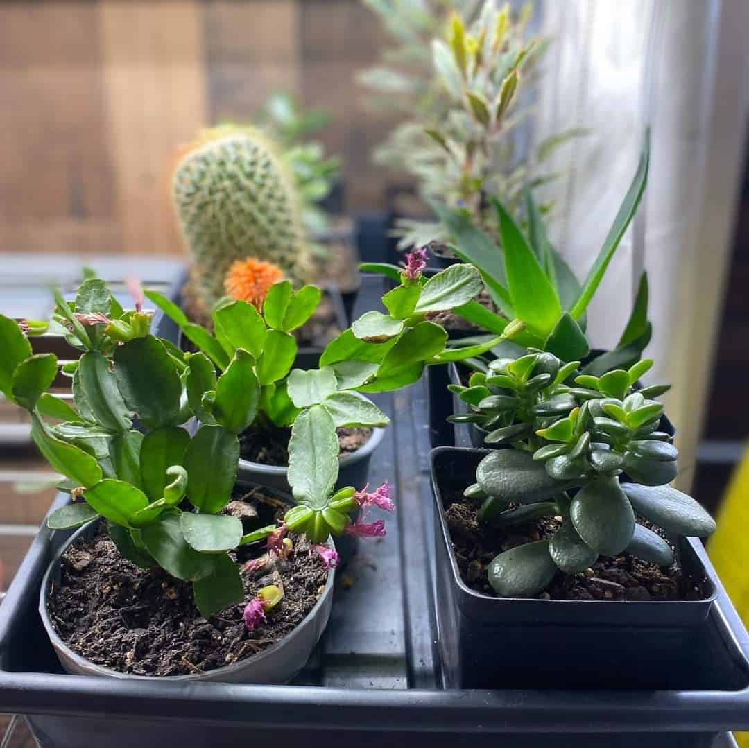 Store – gallery image 2