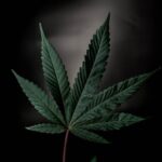 Essential Nutrient Guide on How To Use Foliar Feeding on Cannabis Plants for Optimal Growth