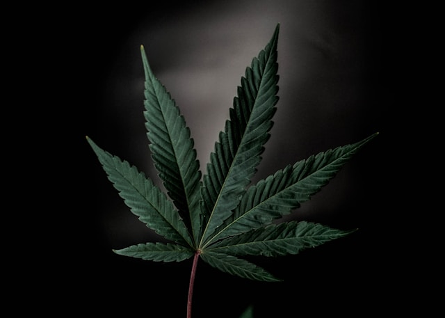 Essential Nutrient Guide on How To Use Foliar Feeding on Cannabis Plants for Optimal Growth