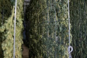 Understanding Taproot Development in Cannabis Seeds and Seedlings