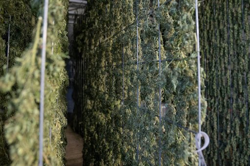 Understanding Taproot Development in Cannabis Seeds and Seedlings