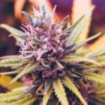 The Benefits of Choosing Organically Grown Cannabis
