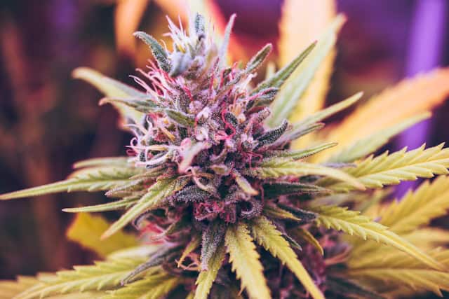 Cannabis High-Pressure Sodium (HPS) Lights: A Grower’s Guide