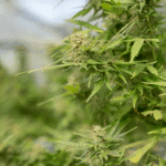 Understanding THC Potency: Risks and Benefits of High Concentrations