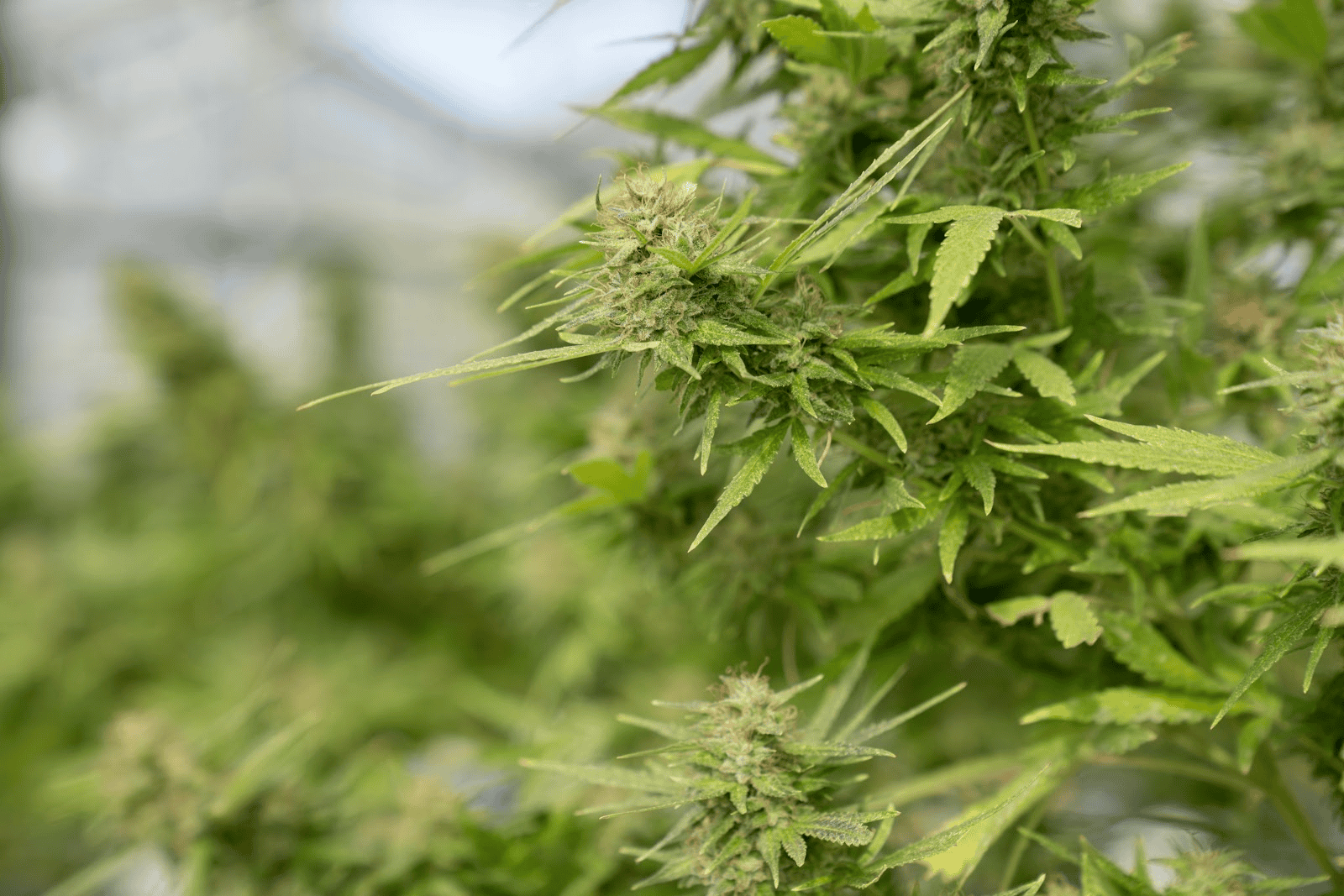 Understanding THC Potency: Risks and Benefits of High Concentrations