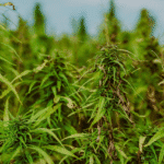 Everything You Need to Know About Hemp in the United States